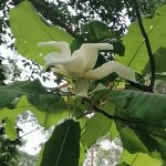 magnolie velkolistá