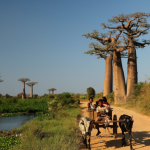 Avenue ďBaobab