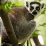 lemur kata