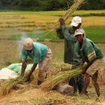 práce na rýžovém poli