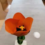 kvet tulipanu zblizka