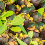 Mangostan tropické ovoce